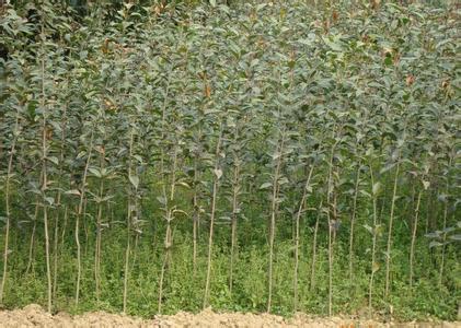 氮肥用量对桂花产量和氮素利用效率的影响