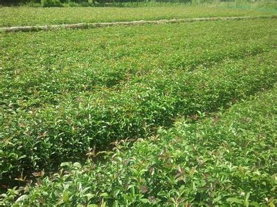 不同施肥处理对桂花产量和农艺性状的影响_no.829