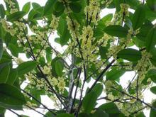 桂花树价格:桂花甜
