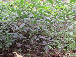 [桂花树价格]不同采伐期青贮饲料质量对桂花的影